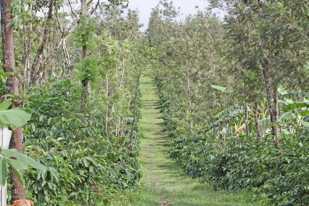 Eka Resort Sakleshpur Bagian luar foto